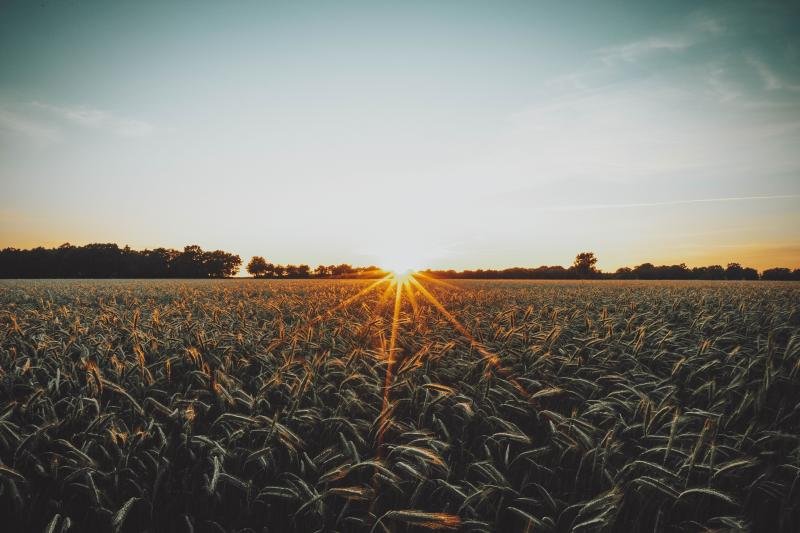 Ready to Feed the World: 10 Billion People and Counting